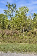 Lot 4 Montrose Road, Niagara Falls, ON, exterior