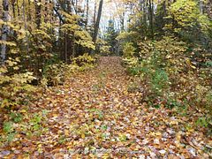 Pt Lot 8 MacDuff Road, Highlands East, ON, exterior
