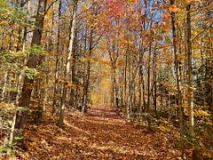 0 20th Side Road, Parry Sound Remote Area, ON, exterior