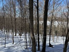 22 Walpole Street W, Huntsville, ON, exterior