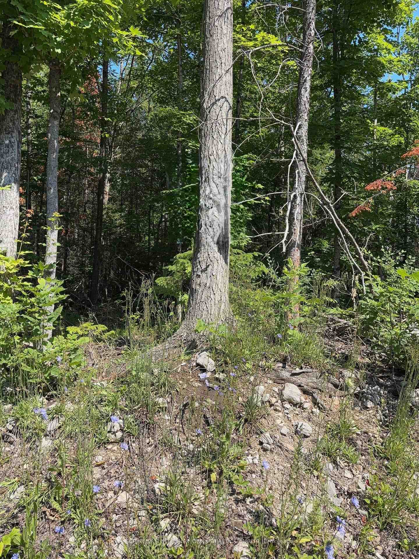 Lot 30 White Valley Road, Trent Lakes, ON, exterior