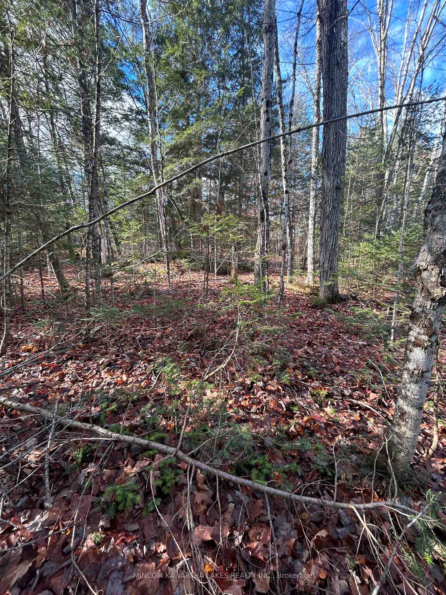 0 Mill Lake Road, North Kawartha, ON, exterior